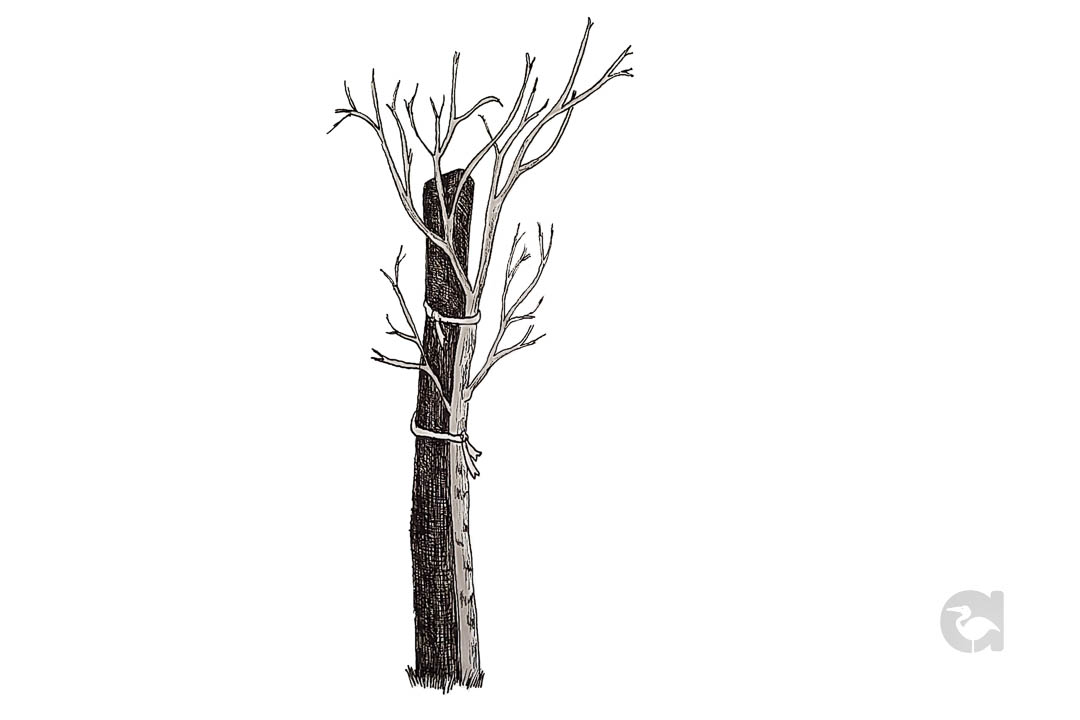 01Vicens Ilustración